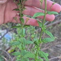 Teucrium corymbosum at Bungendore, NSW - 18 Dec 2024