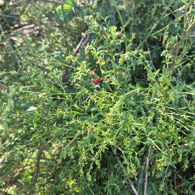 Einadia nutans (Climbing Saltbush) at Bungendore, NSW - 18 Dec 2024 by clarehoneydove