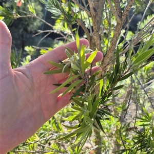 Callistemon citrinus at Bungendore, NSW - 18 Dec 2024