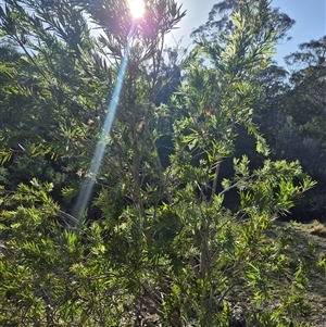 Callistemon citrinus at Bungendore, NSW - 18 Dec 2024