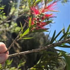 Callistemon citrinus at Bungendore, NSW - 18 Dec 2024