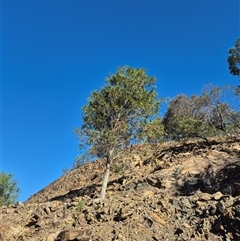 Callistemon citrinus at Bungendore, NSW - 18 Dec 2024