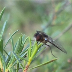 Villa sp. (genus) (Unidentified Villa bee fly) at Bungendore, NSW - 18 Dec 2024 by clarehoneydove