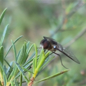 Villa sp. (genus) at Bungendore, NSW - 18 Dec 2024