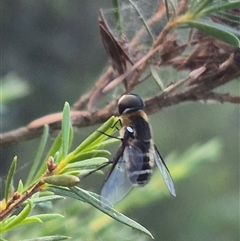 Villa sp. (genus) at Bungendore, NSW - 18 Dec 2024