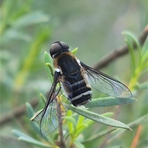 Villa sp. (genus) at Bungendore, NSW - 18 Dec 2024