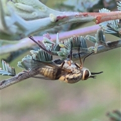 Australiphthiria (genus) (Bee fly) at Bungendore, NSW by clarehoneydove