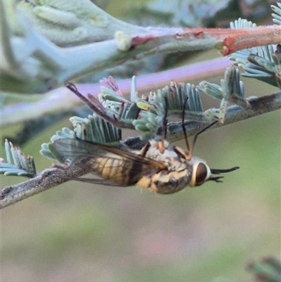 Australiphthiria (genus) (Bee fly) at Bungendore, NSW by clarehoneydove