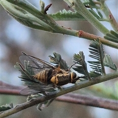 Australiphthiria (genus) at Bungendore, NSW - suppressed