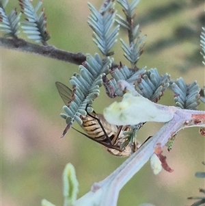 Australiphthiria (genus) at Bungendore, NSW - suppressed