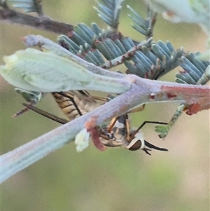 Australiphthiria (genus) at Bungendore, NSW - suppressed