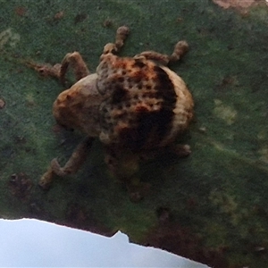 Cryptoplini sp. (tribe) at Bungendore, NSW - suppressed