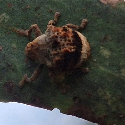 Unidentified Weevil (Curculionoidea) at Bungendore, NSW - 18 Dec 2024 by clarehoneydove