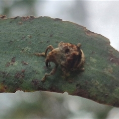 Cryptoplini sp. (tribe) at Bungendore, NSW - suppressed