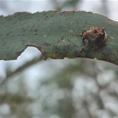 Cryptoplini sp. (tribe) at Bungendore, NSW - suppressed