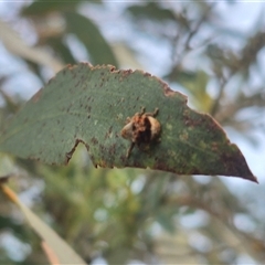 Cryptoplini sp. (tribe) at Bungendore, NSW - suppressed