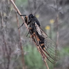 Yoyetta hunterorum at Bungendore, NSW - 16 Dec 2024