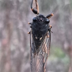 Yoyetta hunterorum at Bungendore, NSW - 16 Dec 2024