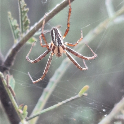 Plebs bradleyi (Enamelled spider) at Bungendore, NSW - 16 Dec 2024 by clarehoneydove