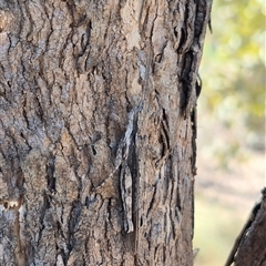 Coryphistes ruricola at Bungendore, NSW - 16 Dec 2024 by clarehoneydove