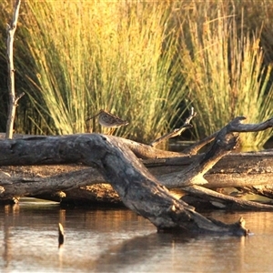 Gallinago hardwickii at Throsby, ACT - 18 Dec 2024 06:34 PM