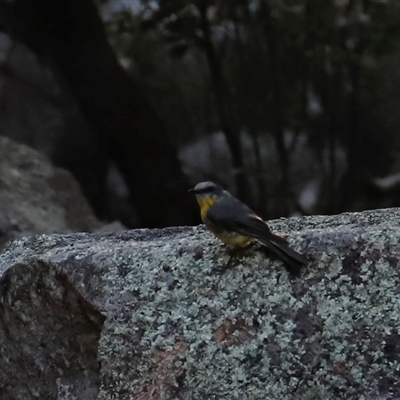 Eopsaltria australis (Eastern Yellow Robin) at Narrabri, NSW - 18 Dec 2024 by JimL