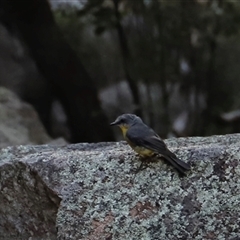 Eopsaltria australis at Narrabri, NSW - 18 Dec 2024