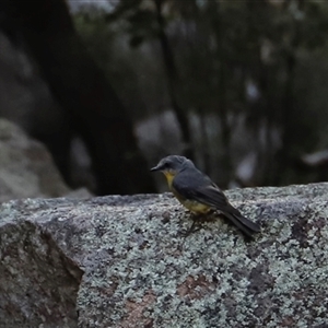 Eopsaltria australis at Narrabri, NSW - 18 Dec 2024 07:13 PM