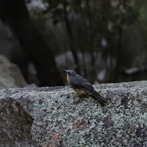 Eopsaltria australis at Narrabri, NSW - 18 Dec 2024