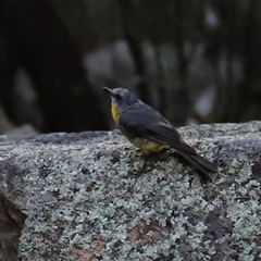 Eopsaltria australis at Narrabri, NSW - 18 Dec 2024