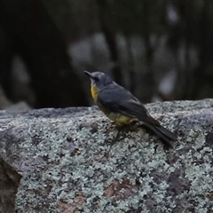 Eopsaltria australis at Narrabri, NSW - 18 Dec 2024 07:13 PM