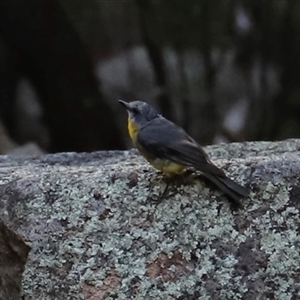 Eopsaltria australis at Narrabri, NSW - 18 Dec 2024