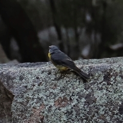 Eopsaltria australis at Narrabri, NSW - 18 Dec 2024