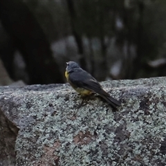 Eopsaltria australis at Narrabri, NSW - 18 Dec 2024 07:13 PM