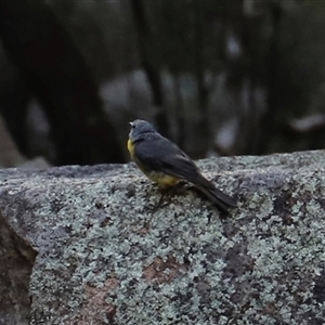 Eopsaltria australis at Narrabri, NSW - 18 Dec 2024 07:13 PM