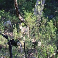 Capra hircus at Narrabri, NSW - 18 Dec 2024