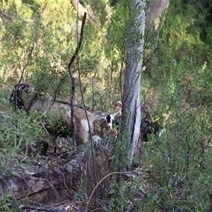 Capra hircus at Narrabri, NSW - 18 Dec 2024