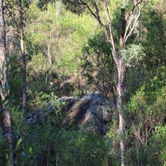 Capra hircus at Narrabri, NSW - 18 Dec 2024