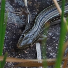 Ctenotus robustus (Robust Striped-skink) at Narrabri, NSW - 18 Dec 2024 by JimL