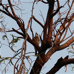 Pachycephala rufiventris (Rufous Whistler) at Narrabri, NSW - 18 Dec 2024 by JimL