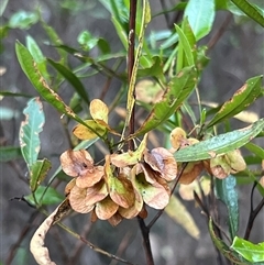 Dodonaea viscosa at Narrabri, NSW - 18 Dec 2024 by JimL