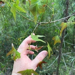 Unidentified Plant at Narrabri, NSW - 18 Dec 2024 by JimL