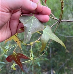 Unidentified at suppressed - 18 Dec 2024