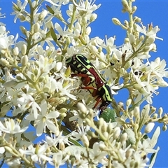 Eupoecila australasiae at Wodonga, VIC - 15 Dec 2024