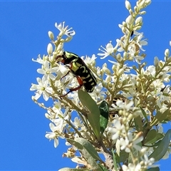 Eupoecila australasiae at Wodonga, VIC - 15 Dec 2024