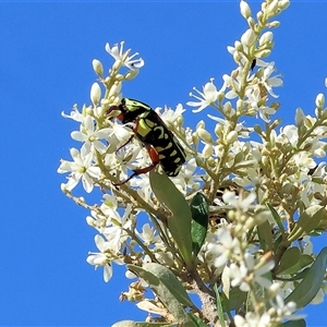 Eupoecila australasiae at Wodonga, VIC - 15 Dec 2024