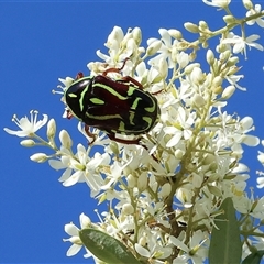 Eupoecila australasiae at Wodonga, VIC - 15 Dec 2024