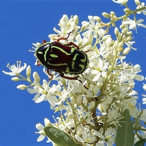 Eupoecila australasiae at Wodonga, VIC - 15 Dec 2024