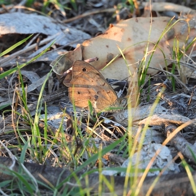 Heteronympha merope (Common Brown Butterfly) at Theodore, ACT - 15 Dec 2024 by DavidDedenczuk