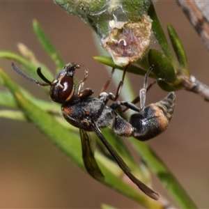 Pachycoelius sp. (genus) at Karabar, NSW - 16 Dec 2024